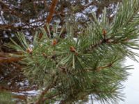Pinus brutia Kuro S, Stepantsminda, Mtskheta-Mtianeti, Georgia 20180424_3411
