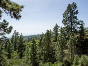 Pinus canariensis - Canary Island Pine - Kanarietall