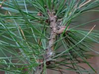 Pinus cembra ssp. cembra Kungshultsskogen, Helsingborg, Skåne, Sweden 20180826_0171
