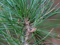 Pinus cembra ssp. cembra Kungshultsskogen, Helsingborg, Skåne, Sweden 20180826_0172