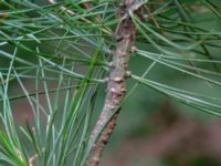 Pinus cembra ssp. cembra Kungshultsskogen, Helsingborg, Skåne, Sweden 20180826_0174