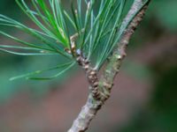 Pinus cembra ssp. cembra Kungshultsskogen, Helsingborg, Skåne, Sweden 20180826_0175