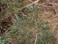 Pinus contorta Lerberget, Höganäs, Skåne, Sweden 20170411_0004