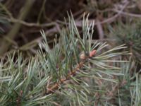 Pinus contorta Lerberget, Höganäs, Skåne, Sweden 20170411_0005