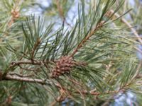 Pinus contorta Lerberget, Höganäs, Skåne, Sweden 20170411_0008