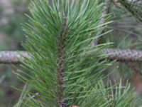 Pinus contorta Lerberget, Höganäs, Skåne, Sweden 20170411_0010