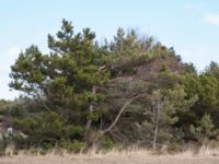 Pinus contorta Lerberget, Höganäs, Skåne, Sweden 20170411_0011