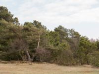 Pinus contorta Lerberget, Höganäs, Skåne, Sweden 20170411_0012