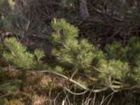 Pinus contorta Lerberget, Höganäs, Skåne, Sweden 20170411_0013