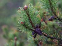 Pinus mugo ssp. mugo Bakdjupet, Skanör, Falsterbohalvön, Vellinge, Skåne, Sweden 20151017_0024