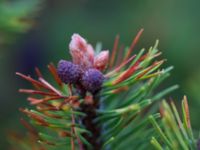 Pinus mugo ssp. mugo Bakdjupet, Skanör, Falsterbohalvön, Vellinge, Skåne, Sweden 20151017_0025 2