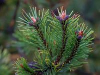 Pinus mugo ssp. mugo Bakdjupet, Skanör, Falsterbohalvön, Vellinge, Skåne, Sweden 20151017_0026 2