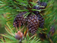 Pinus mugo ssp. mugo Bakdjupet, Skanör, Falsterbohalvön, Vellinge, Skåne, Sweden 20151017_0027 (1)