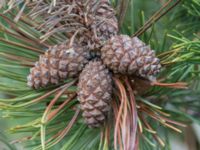 Pinus mugo ssp. mugo Strandbaden, Falsterbohalvön, Velinge, Skåne, Sweden 20170406_0007