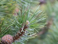 Pinus mugo ssp. mugo Strandbaden, Falsterbohalvön, Velinge, Skåne, Sweden 20170406_0008