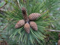 Pinus mugo ssp. mugo Strandbaden, Falsterbohalvön, Velinge, Skåne, Sweden 20170406_0009