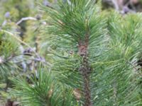 Pinus mugo ssp. mugo Strandbaden, Falsterbohalvön, Velinge, Skåne, Sweden 20170406_0010