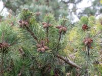 Pinus mugo ssp. mugo Strandbaden, Falsterbohalvön, Velinge, Skåne, Sweden 20170406_0011