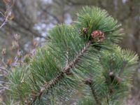 Pinus mugo ssp. mugo Strandbaden, Falsterbohalvön, Velinge, Skåne, Sweden 20170406_0013