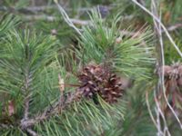 Pinus mugo ssp. mugo Strandbaden, Falsterbohalvön, Velinge, Skåne, Sweden 20170406_0014