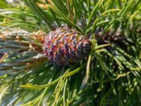 Pinus mugo ssp. rotundata Fårhagen, Bunkeflo strandängar, Malmö, Skåne Sweden 20210530_0018