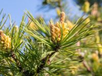 Pinus mugo ssp. rotundata Fårhagen, Bunkeflo strandängar, Malmö, Skåne Sweden 20210530_0019
