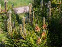 Pinus mugo ssp. rotundata Fårhagen, Bunkeflo strandängar, Malmö, Skåne Sweden 20210530_0020