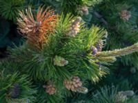 Pinus mugo ssp. rotundata Fårhagen, Bunkeflo strandängar, Malmö, Skåne Sweden 20210530_0021