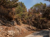 Pinus nigra Biokovo Nature Park, Tucepi, Croatia 20170802_1551