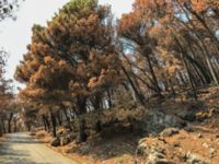 Pinus nigra Biokovo Nature Park, Tucepi, Croatia 20170802_1553