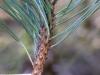 Pinus nigra Påarp, Helsingborg, Skåne, Sweden 20180408_0034