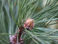 Pinus nigra Påarp, Helsingborg, Skåne, Sweden 20180408_0036