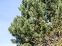 Pinus nigra Påarp, Helsingborg, Skåne, Sweden 20180408_0063
