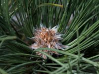Pinus nigra Strandbaden, Falsterbohalvön, Vellinge, Skåne, Sweden 20170405_0256