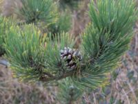Pinus nigra Strandbaden, Falsterbohalvön, Vellinge, Skåne, Sweden 20170408_0033