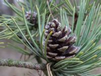 Pinus nigra Strandbaden, Falsterbohalvön, Vellinge, Skåne, Sweden 20170408_0036