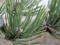Pinus nigra Strandbaden, Falsterbohalvön, Vellinge, Skåne, Sweden 20170408_0037