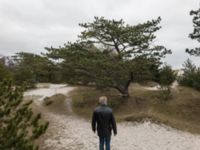 Pinus nigra Strandbaden, Falsterbohalvön, Vellinge, Skåne, Sweden 20170408_IMG_0661