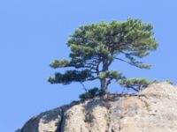 Pinus nigra ssp. pallasiana Demergy, Crimea, Russia 20150918_0041