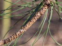 Pinus ponderosa Ättekulla, Helsingborg, Skåne, Sweden 20180408_0004
