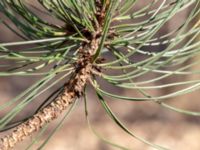 Pinus ponderosa Ättekulla, Helsingborg, Skåne, Sweden 20180408_0006