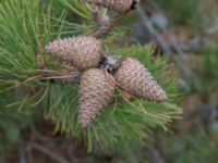 Pinus rigida Strandbaden, Falsterbohalvön, Vellinge, Skåne, Sweden 20170408_0023