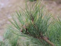 Pinus rigida Strandbaden, Falsterbohalvön, Vellinge, Skåne, Sweden 20170408_0025