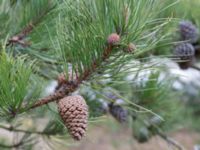 Pinus rigida Strandbaden, Falsterbohalvön, Vellinge, Skåne, Sweden 20170408_0026