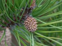 Pinus rigida Strandbaden, Falsterbohalvön, Vellinge, Skåne, Sweden 20170408_0029