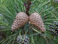 Pinus rigida Strandbaden, Falsterbohalvön, Vellinge, Skåne, Sweden 20170408_0030