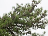 Pinus rigida Strandbaden, Falsterbohalvön, Vellinge, Skåne, Sweden 20170408_0032