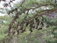 Pinus rigida Strandbaden, Falsterbohalvön, Vellinge, Skåne, Sweden 20170408_0038