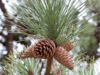 Pinus rigida Strandbaden, Falsterbohalvön, Vellinge, Skåne, Sweden 20170408_0040