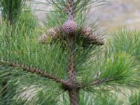 Pinus rigida Strandbaden, Falsterbohalvön, Vellinge, Skåne, Sweden 20170408_0045